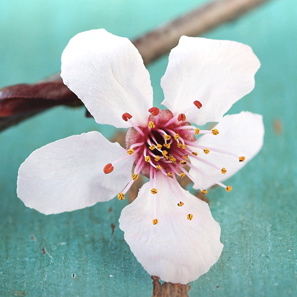 The Cherry Blossom Murder