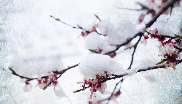 The Tokyo Karaoke Murder